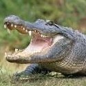 Mr Alligator